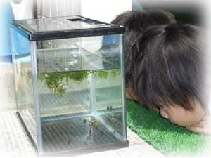 9月水槽を見つめる子供たち写真
